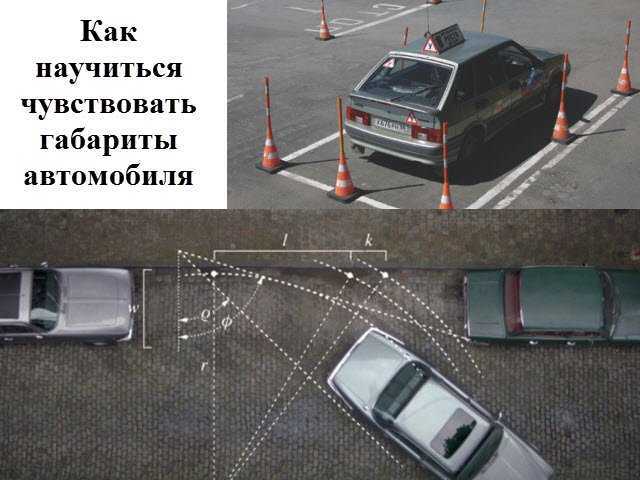 Адаптация собаки на новом месте и привыкание к новому хозяину